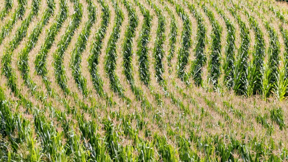 Rubrik_Landwirtschaft_Maisfeld_c._Pixabay_field-1620317_1920